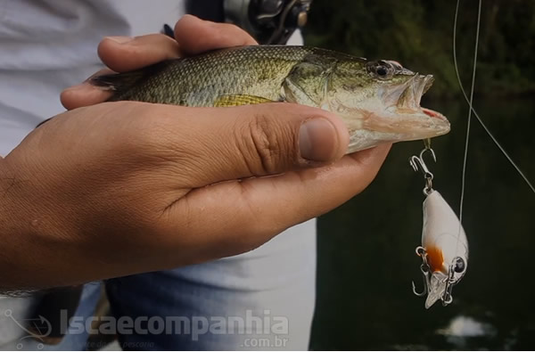 Isca Matadeira Mini Crank