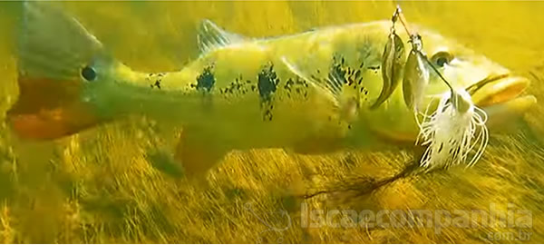 Spinner Bait Deconto Açu 8/0 40gr